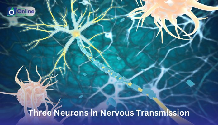 Lesson 03: Three Neurons in Nervous Transmission